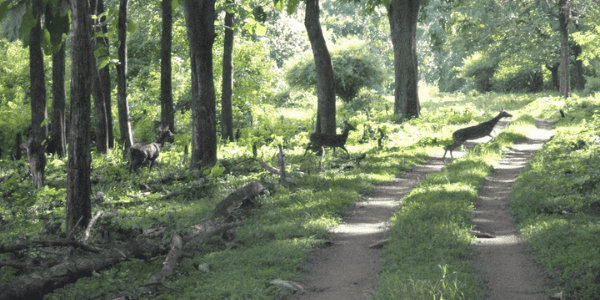 Muthodi Wildlife Sanctuary